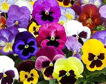 1000+ Swiss Giants Mix Penséfrön | Heirloom Icke-GMO Blomfrön | Härdiga ettåriga trädgårdsblommor