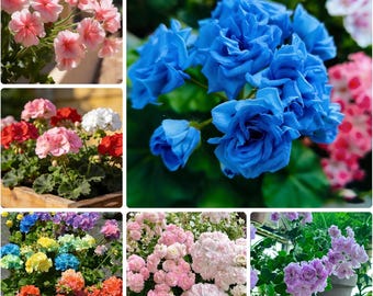 25 Pelargonium Seeds | Rare Mixed Geranium Flower Seeds for Garden
