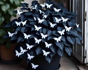 200+ Hosta Seeds, Rare Perennial Shade Garden Ground Cover Plant Seeds