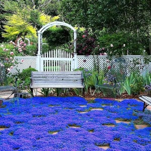 May include: A serene garden scene featuring a white picket fence, gate, and an arched arbor. A weathered wooden bench sits in front of the gate, with a vibrant blue ground cover. Green foliage and colorful flowers add to the picturesque setting.