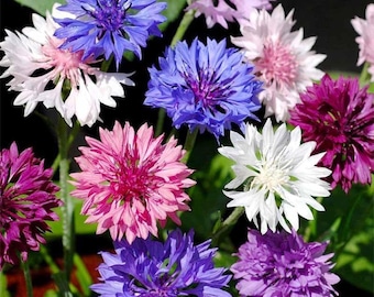 3200+ blandade blåklintsfrön | Ungkarlsblomsfrön | GMO-fria trädgårdsblommor | Utomhusplantering