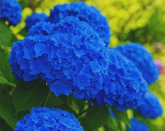 Deep Blue Hydrangea Seeds | Ornamental Perennial Flower Garden Seeds