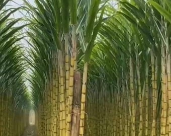 100 Sugarcane Seeds Tropical Sweet Cane Garden Plant Seeds