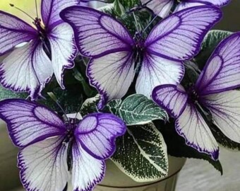 50 vita lila Coleusfrön Sällsynta prydnadsblad