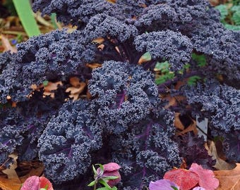 500 Grünkohl Samen | Heirloom Non GMO Gemüsegartensamen