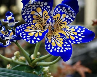50 frön av skäggiris med eldglöd | Livfulla, volangrande blommor