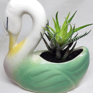 May include: A ceramic swan planter with a green and white finish, holding a small succulent plant. The swan's neck curves gracefully, and the planter has a textured, glossy surface. The succulent has green and white striped leaves.