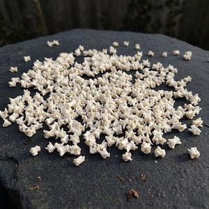 May include: A large collection of small, off-white, star-shaped bone vertebrae scattered across a dark, textured surface. Each individual piece features a central body with multiple protruding points, creating a uniform, organic appearance.