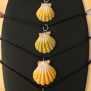 Rare, Sunrise shell, beach, necklaces, Hawaii, seashells, turtle charm, white sand, charm, island life, ocean, gift box, FREE SHIPPING