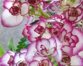 Masaki 雅姬 Japanese Hydrangea 1 gal Plant - Bigleaf Double-Petaled