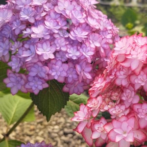 May include: Close-up of vibrant hydrangea flowers in shades of pink and purple. The flowers have a layered petal design and are clustered together. Green leaves provide a contrasting backdrop, creating a natural and colorful scene.