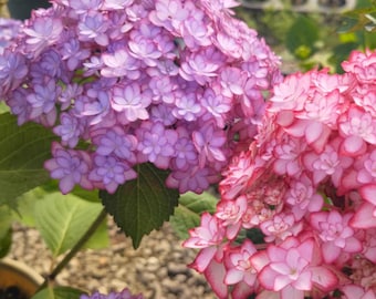 Japanese Hydrangea Luna 1 gal Plant -  Bigleaf Hydrangea double-petaled