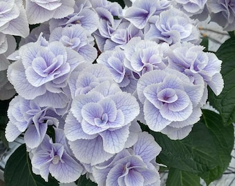 Mont Japanese Hydrangea 1 gal Plant - Bigleaf Double-Petaled