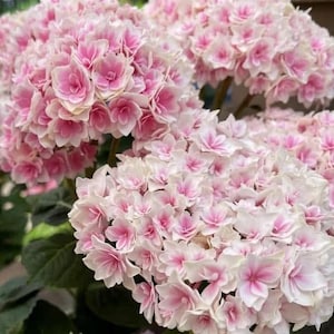 May include: Close-up of a cluster of pink and white hydrangea flowers. The flowers are in full bloom, with a mix of pink and white petals. The image shows the flowers in a natural setting, with green leaves in the background.