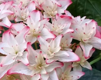 Karen 卡伦 Japanese Hydrangea 1 gal Plant - Bigleaf Double-Petaled