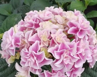 花鸟风月Kachofugetsu Japanese Hydrangea 1 gal Plant - Bigleaf Double-Petaled