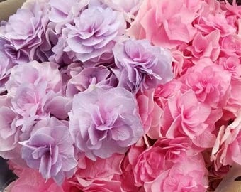 恋心 Koigokoro Japanese Hydrangea 1 gal Plant - Bigleaf Double-Petaled