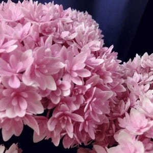 May include: Close-up of a cluster of pink flowers with white tips. The flowers are densely packed together, creating a full, textured appearance. The background is a dark blue, which makes the pink flowers stand out.