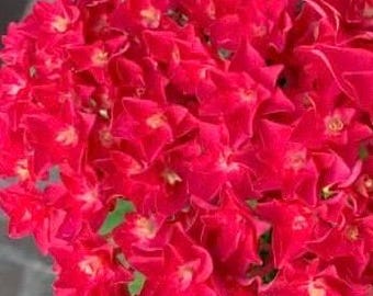 伊丽莎白 Princess Elizabeth Japanese Hydrangea 1 gal Plant - Bigleaf Double-Petaled