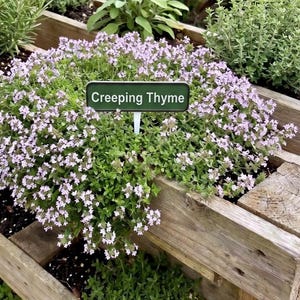 Puede incluir: Primer plano de tomillo rastrero en una jardinera de madera. La planta tiene pequeñas flores de color púrpura claro y hojas verdes. Un letrero en el centro dice "Creeping Thyme". La jardinera está rodeada de otras plantas verdes.