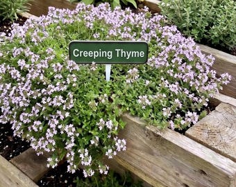 Personalised 3D Printed Plant Marker – Custom Name & Colours