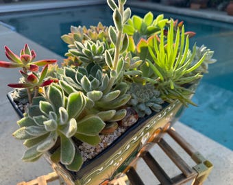 Handgeschilderd talavera-sappig arrangement | Levende woestijnplanten, decoratie binnen en buiten