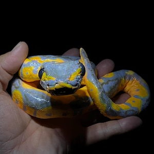 Ball Python Sculpture Art, Realistic Snake Statue, Handmade Reptile Collectible, Gothic Home Decor