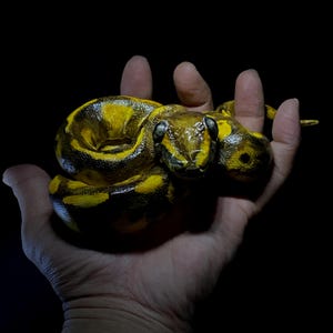 以下が含まれることがあります： 詳細で質感のある外観の、丸まった黄色と黒のヘビ。ヘビは黒い背景に対して開いた手に保持されており、その複雑な模様とリアルな特徴を示しています。ヘビの頭部が見え、暗い目があります。