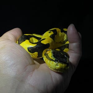 May include: A yellow and black snake figurine is held in a hand against a black background. The snake has a yellow body with black markings and a yellow head with black and green details. The snake's eye is visible.