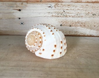 Tessalata Shell choose your size Single shell, sea shell, seashell, seaurchin, sale, wholesale, bulk, wedding favors, terrarium