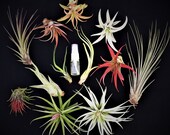 Air Plant WHOLESALE Mix quantity of your choice with Fertilizer Spray Airplant Tillandsia, wholesale, Bulk, Sale, Wedding Favors, Terrariums