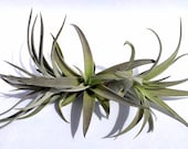 Air Plant Harrissi Mix of 3 Airplant, Tillandsia, wholesale, Bulk, Sale, Wedding Favors, Terrariums