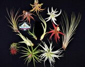 Air Plant WHOLESALE Mix quantity of your choice Airplant Tillandsia, wholesale, Bulk, Sale, Wedding Favors, Terrariums