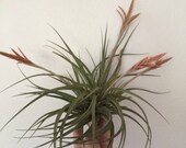Air Plant Vernicosa Airplant, Tillandsia, wholesale, Bulk, Sale, Wedding Favors, Terrariums