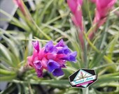Air Plant Aeranthos Airplant, Tillandsia, wholesale, Bulk, Sale, Wedding Favors, Terrariums