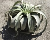 Air plant xerographica 10-12 quot size range extra large airplant tillandsia tilly terrarium wedding wholesale plant home decor gift succulent