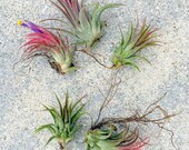 SALE Air Plant Iona Set of 5 Airplant, Tillandsia, wholesale, Bulk, Sale, Wedding Favors, Terrariums
