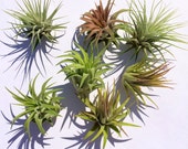 Tillandsia Air Plant Iona 3 for 1 Deal Airplant, Tillandsia, wholesale, Bulk, Sale, Wedding Favors, Terrariums