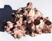 WHOLESALE 3 Barnacle Medium Small Planter without Plants Bulk Mix of 3 shell sea shell seashell, seaurchin, sale, wedding favors, terrarium