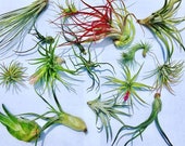 Air Plant WHOLESALE Mix quantity of your choice Airplant, Tillandsia, wholesale, Bulk, Sale, Wedding Favors, Terrariums