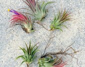 SALE Air Plant Iona Set of 5 Airplant, Tillandsia, wholesale, Bulk, Sale, Wedding Favors, Terrariums