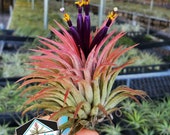 Tillandsia Air Plant Rubra Iona Individual. Wedding favors, terrariums, sale, wholesale