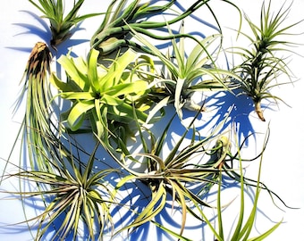 Grand mélange de plantes aériennes : Tillandsia facile d'entretien, lot de 5