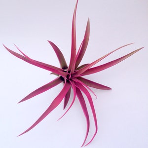 Hot Pink Capitata Airplant, Tillandsia, wholesale, Bulk, Sale, Wedding Favors, Terrariums image 2