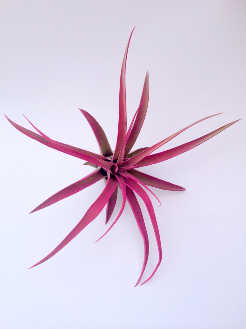 Hot Pink Capitata Airplant, Tillandsia, wholesale, Bulk, Sale, Wedding Favors, Terrariums image 2