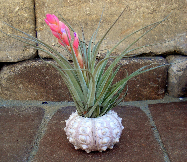 wholesale sea shell favor wedding Sea Urchin Air Plant Planter bulk seashell shell tillandsia container holder sale