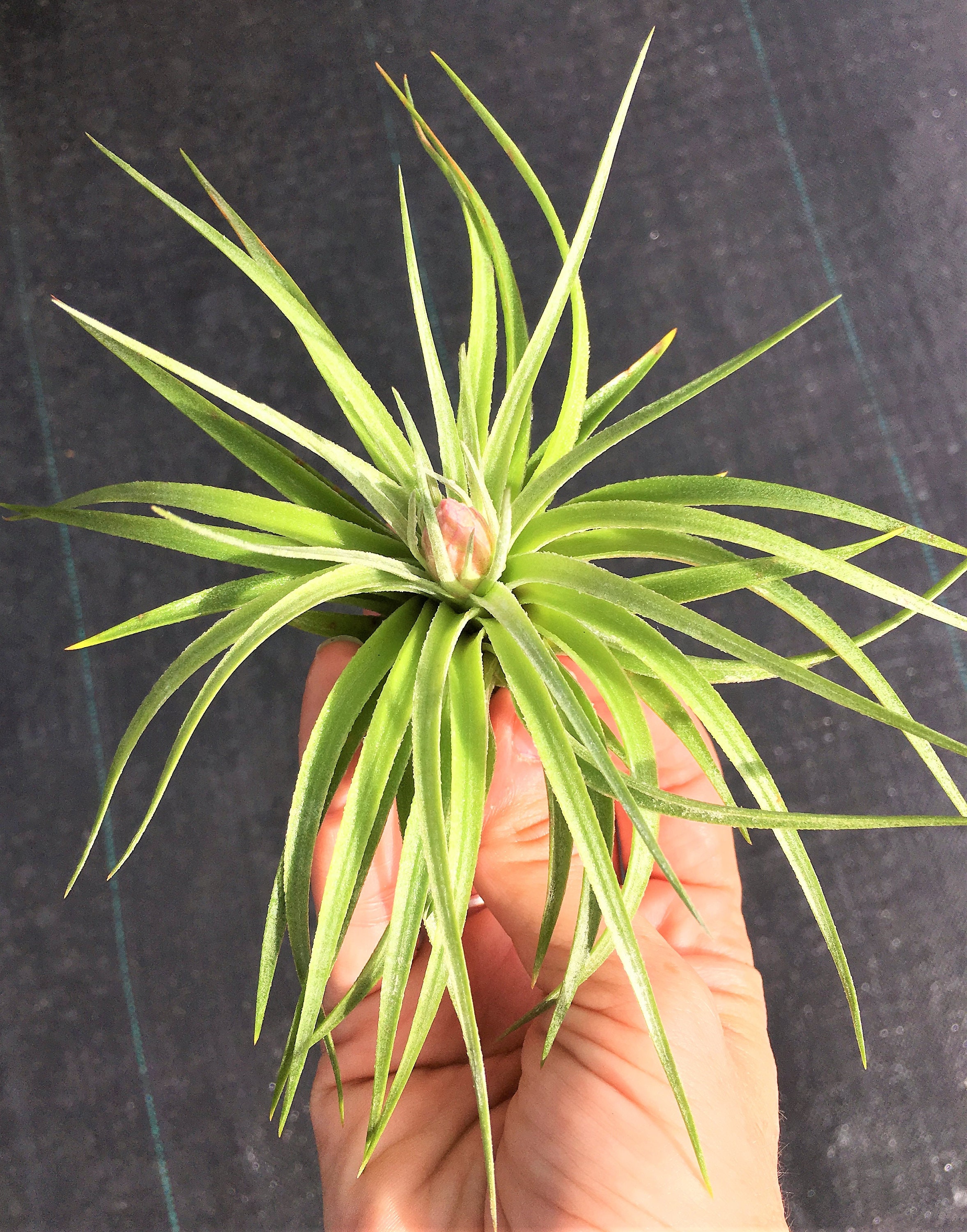 Air Plant Houston Cotton Candy Airplant Tillandsia Etsy