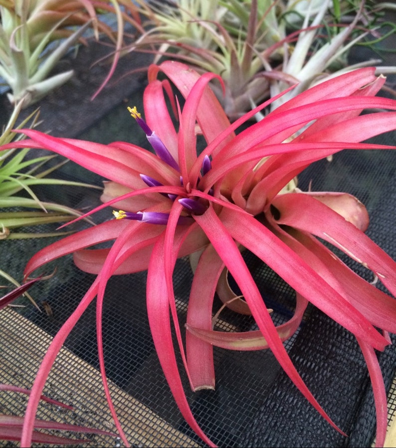 以下が含まれることがあります： 鮮やかなピンク色のエアプラントで、紫と黄色の花が咲いています。植物は長く細い葉を持ち、星形に配置されています。