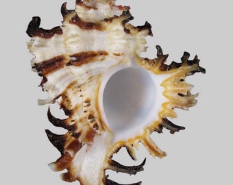 Murex Endivia Sea Shell Single