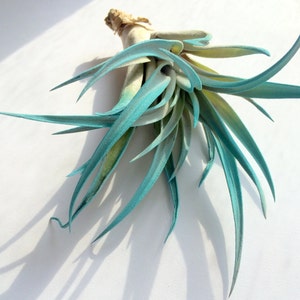 Turquoise Air Plant mix of 3 Airplant, Tillandsia, wholesale, Bulk, Sale, Wedding Favors, Terrariums image 4